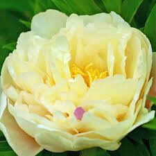 10.  Peonijas 'Lemon Dream'  3/5 pumpuru sakne 